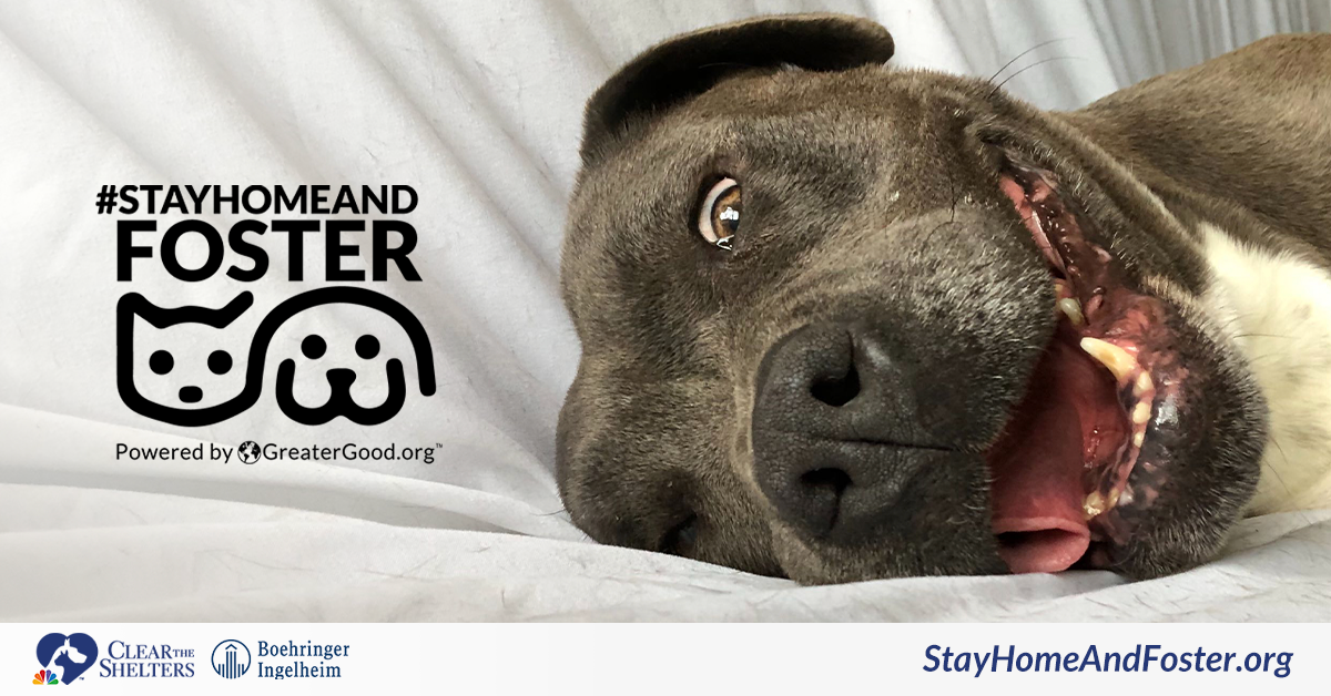 28 Top Images Foster Dog Organizations Near Me / Pawsitive Tails Foster Donate Volunteer Adopt