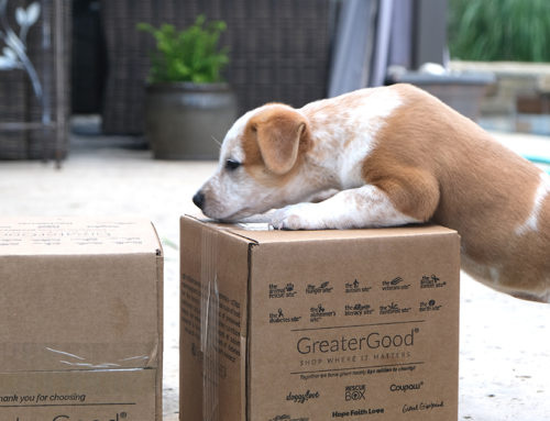 Pet Fosters Receive Delivery of Goods to Help Them #StayHomeAndFoster